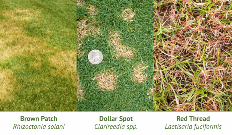 Comparison of Brown Patch, Dollar Spot, and Red Thread lawn fungus affecting cool-season grass on Long Island during hot, humid summer weather.