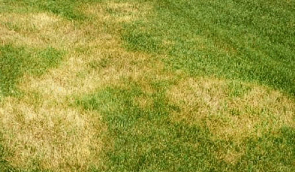 Brown Patch lawn fungus creating large circular brown areas in a residential lawn during humid summer weather on Long Island.
