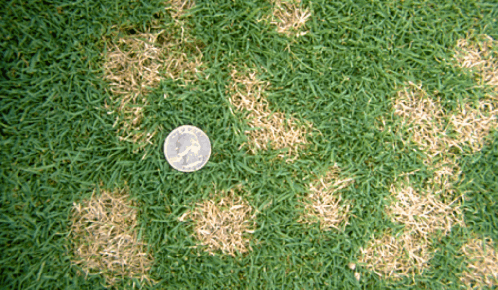 Small straw-colored circular Dollar Spot fungus lesions on healthy green turf grass with quarter shown for size comparison.
