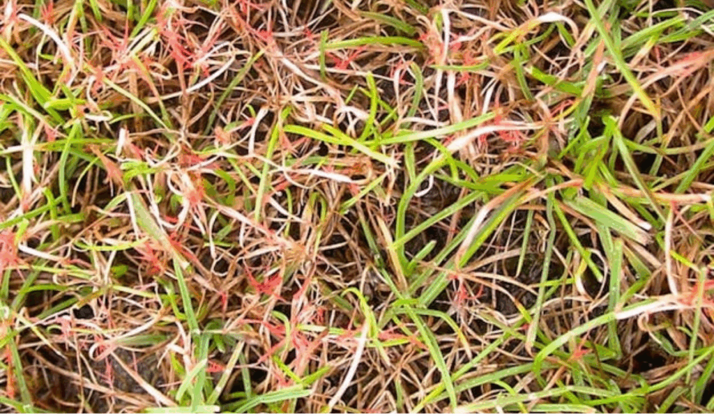 Red Thread lawn fungus showing pink and reddish thread-like growth on cool-season turf grass during humid weather.