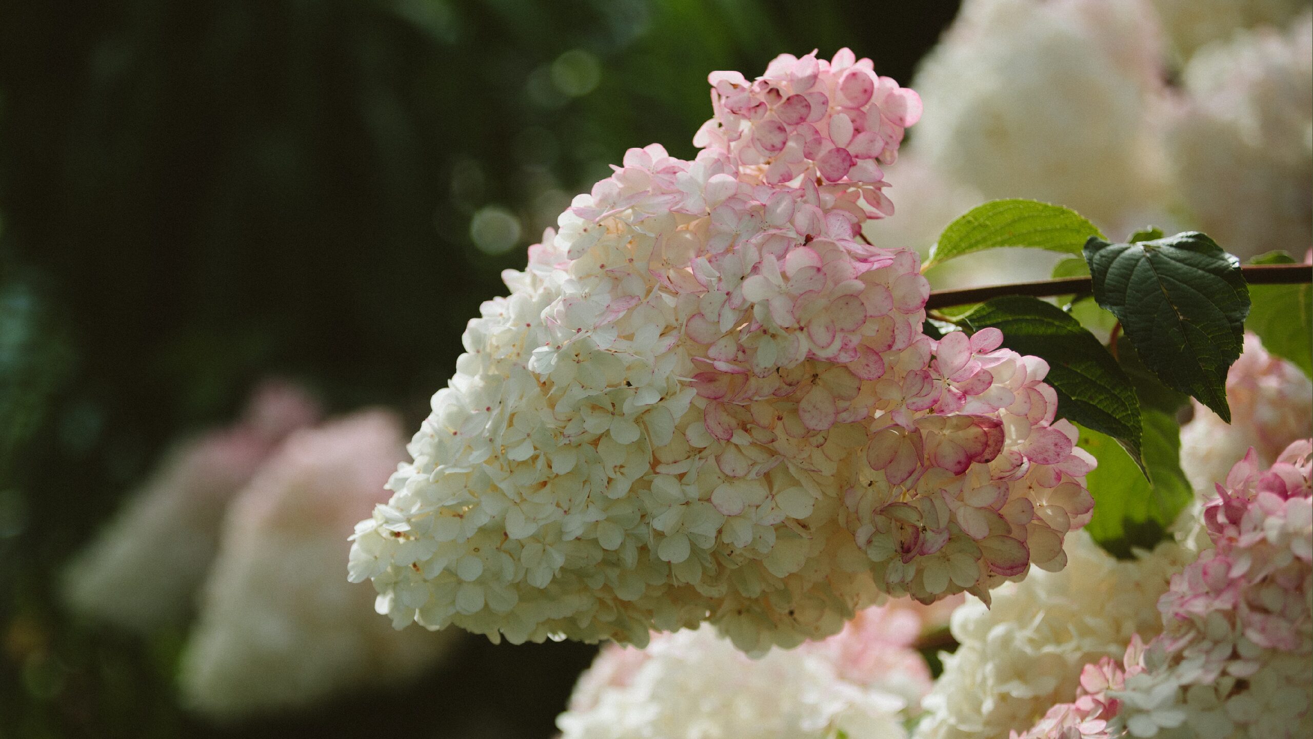 Plant Highlight: Panicle Hydrangeas