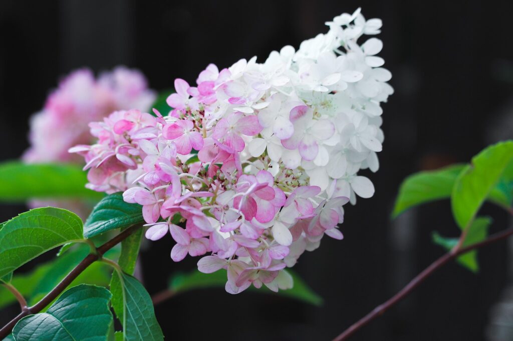 hydrangea, blossom, bloom, pink, nature, garden-4401426.jpg