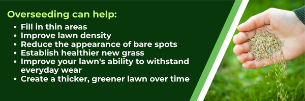 Fill in thin areas Improve lawn density Reduce the appearance of bare spots Establish healthier new grass Improve your lawn's ability to withstand everyday wear Create a thicker, greener lawn over time