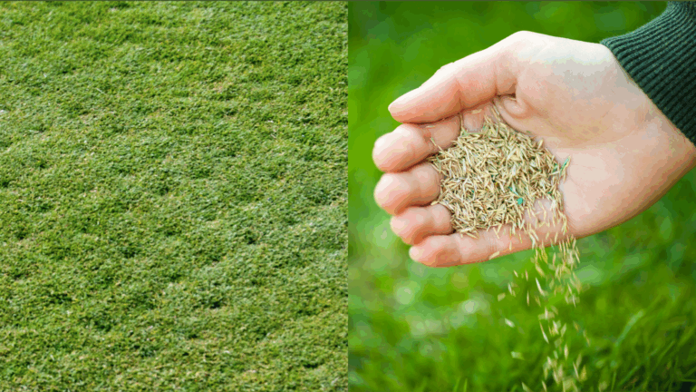 What is Aerating and Overseeding?