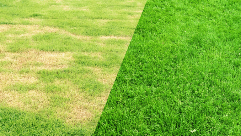 Fall Lawn Repairs
